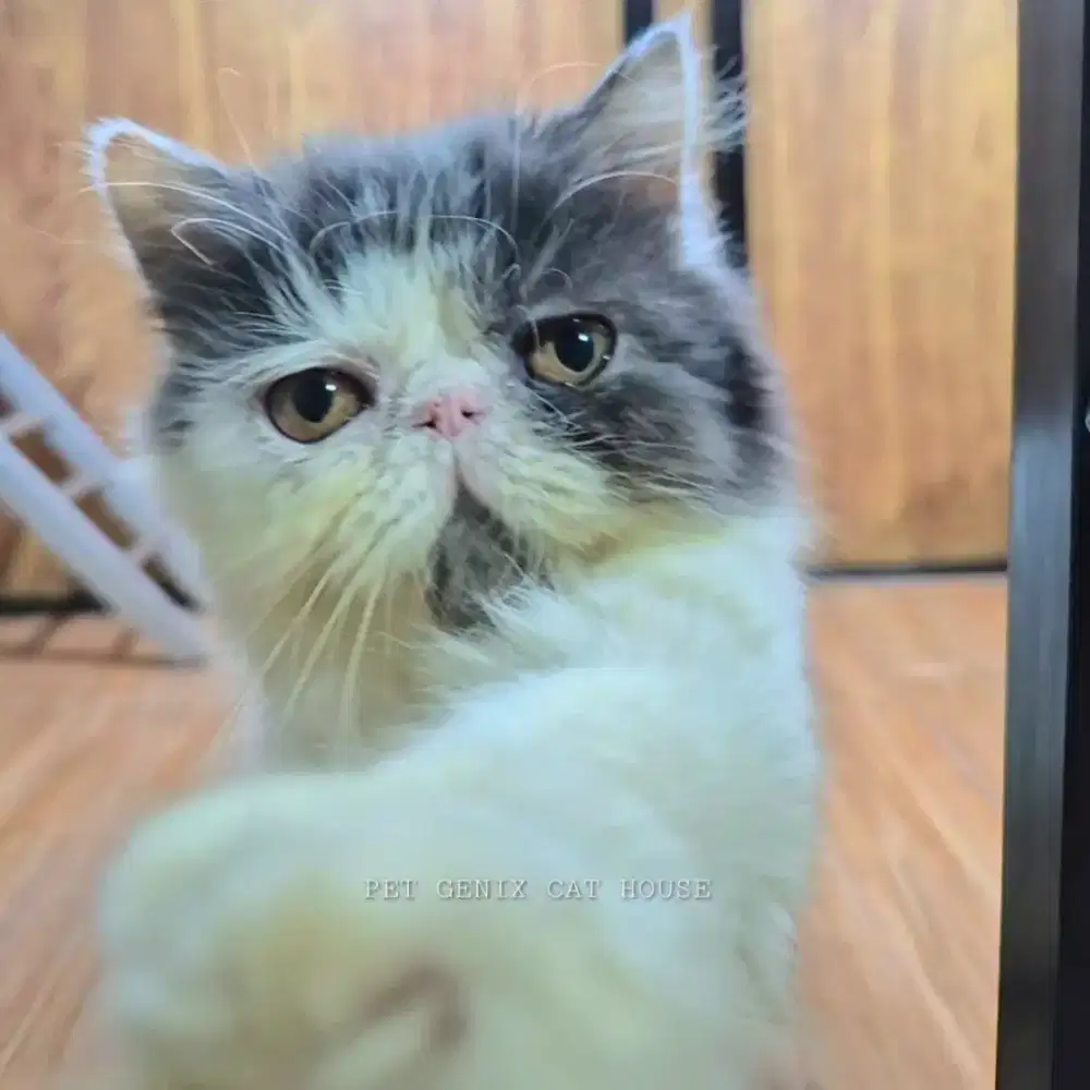 Kucing Kitten Persia Peaknose Extreme Betina