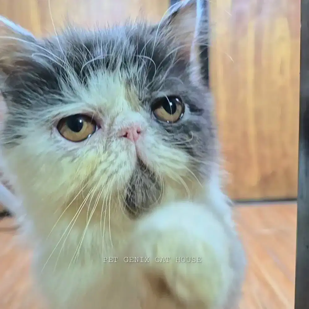 Kucing Kitten Persia Peaknose Extreme Betina