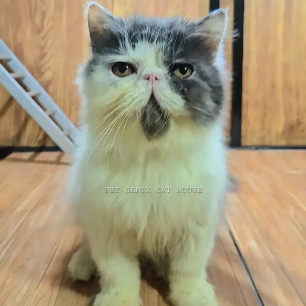 Kucing Kitten Persia Peaknose Extreme Betina