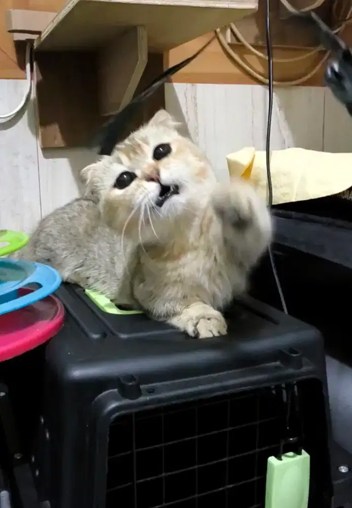 Munchkin golden/jasa pacak