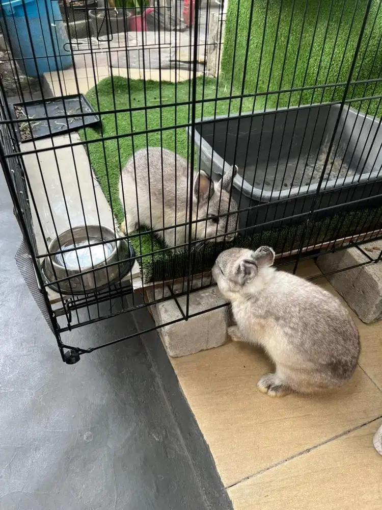 Jual kelinci hias warna abu abu