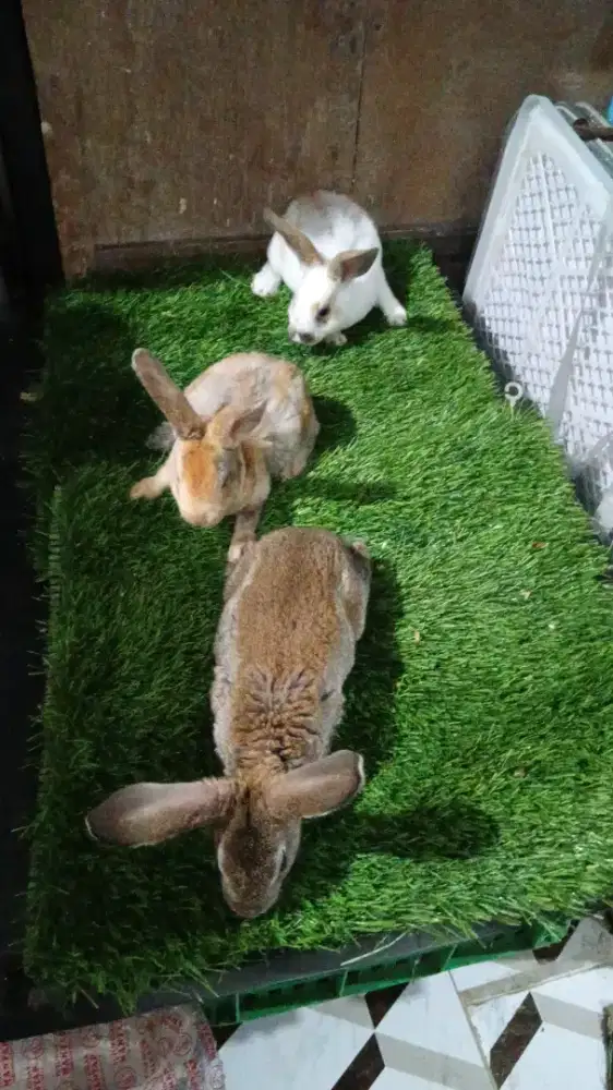 Kelinci rek /bulu karpet