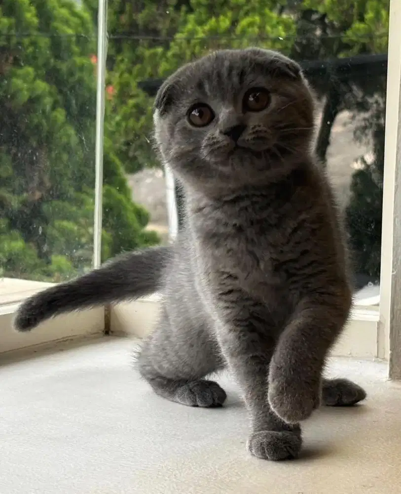 Scottish Fold Blue Betina Anak Import