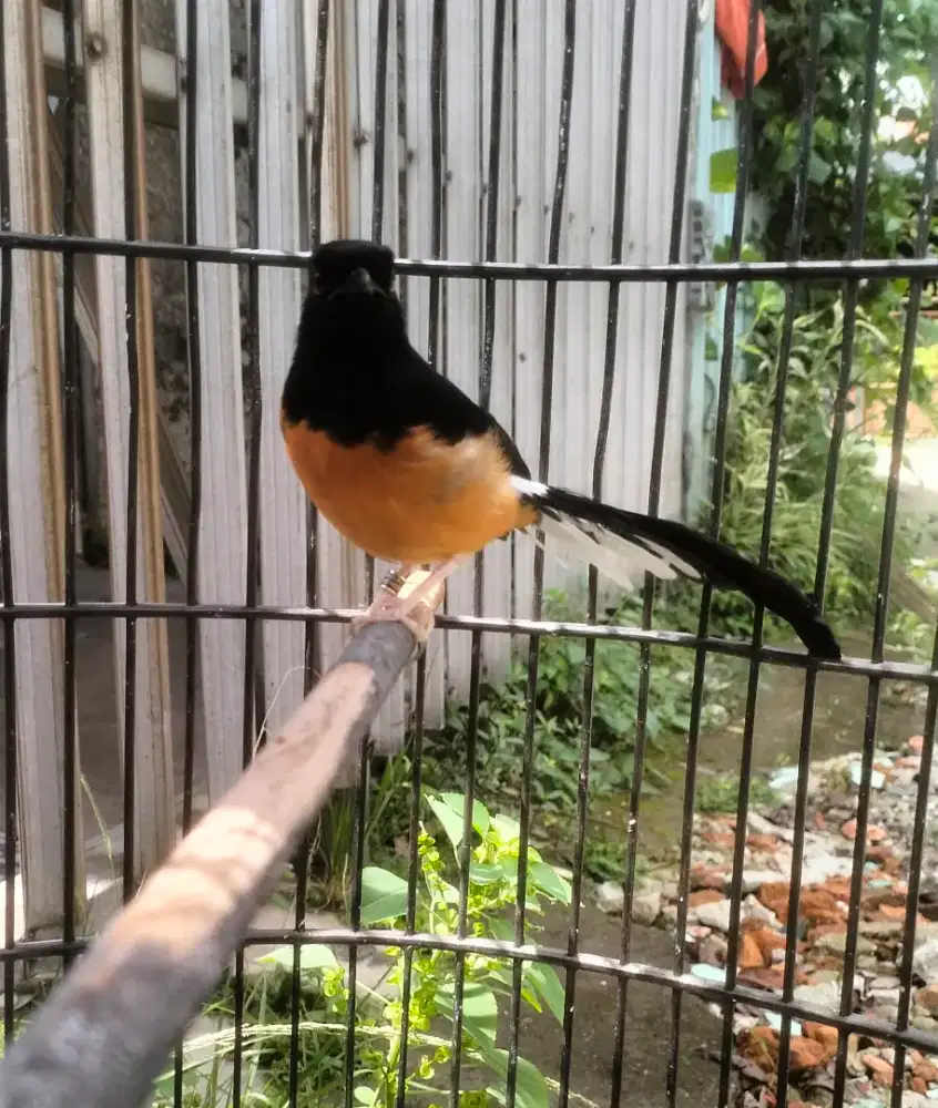 MB Ring Trah, mabung ke 1