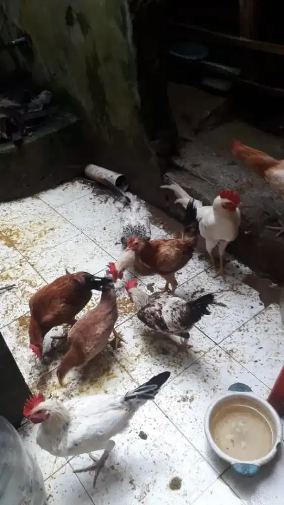 Ayam elba petelur
