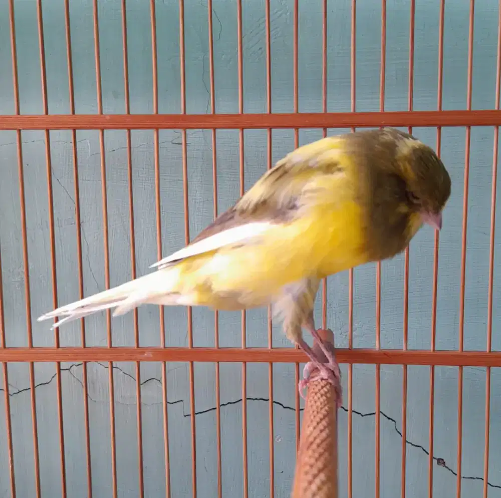 Burung kenari yokser lokal