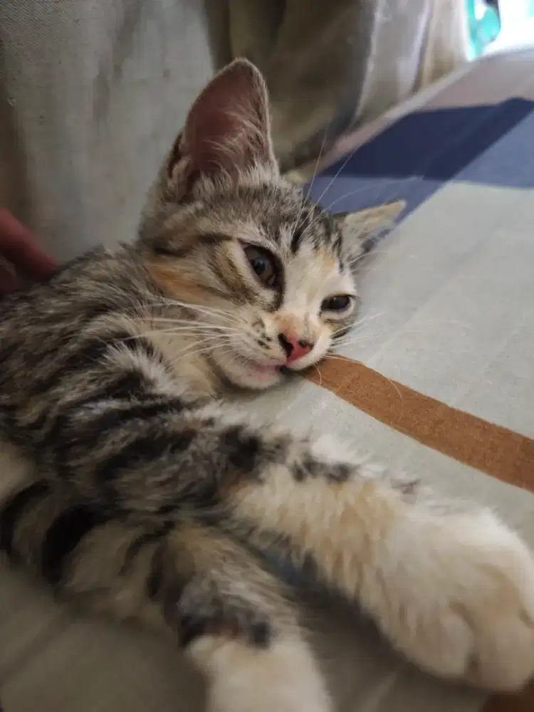 Kitten Mackerel Tabby Cantik & Lincah – Usia 2 Bulan (Sehat & Terawat)