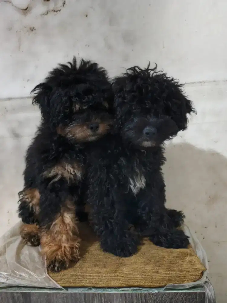 Poodle silver jantan