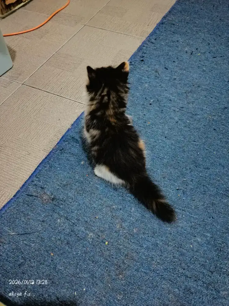 lepas adopt kitten betina