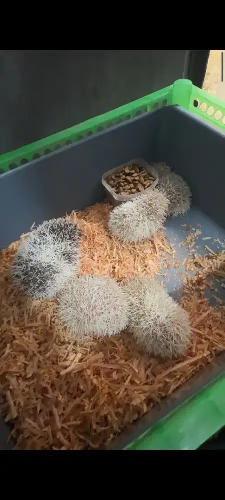 Hoglet /landak mini/hias