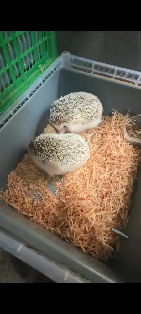 Hoglet/landak mini/hias