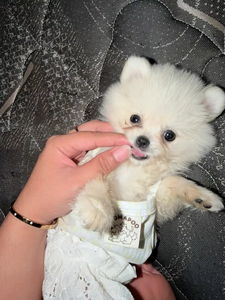 Super Mini Pom 2 bulan