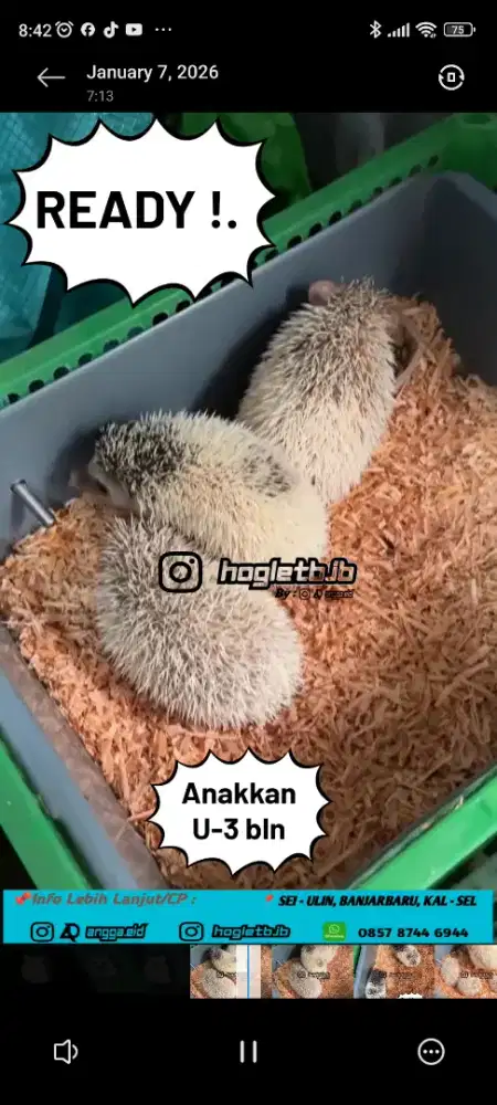 Landak mini/hias/hoglet