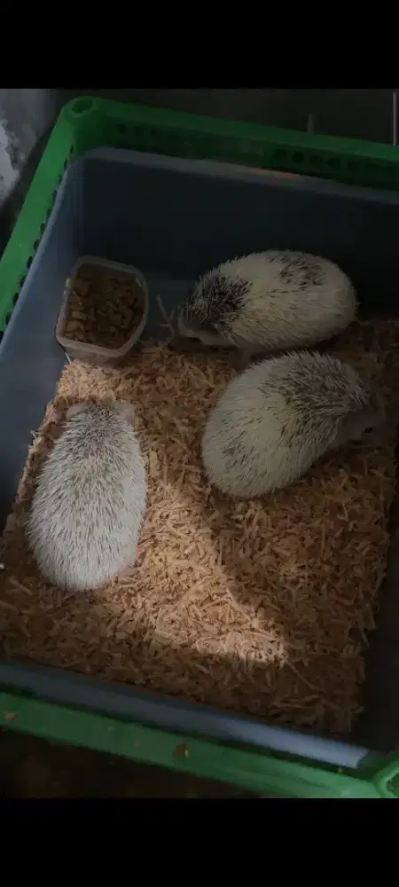 Landak mini/hoglet/landak hias