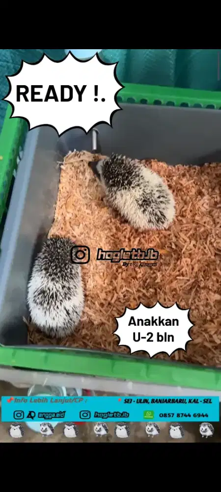 Landak hias/hoglet/landak mini