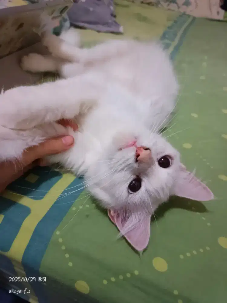 nyari pawrents baru.