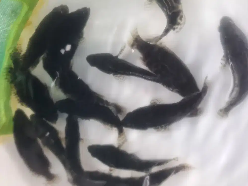 Bibit ikan kerapu cantang