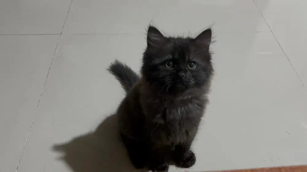 Anak Kucing Anggora Angora Persia Persian
