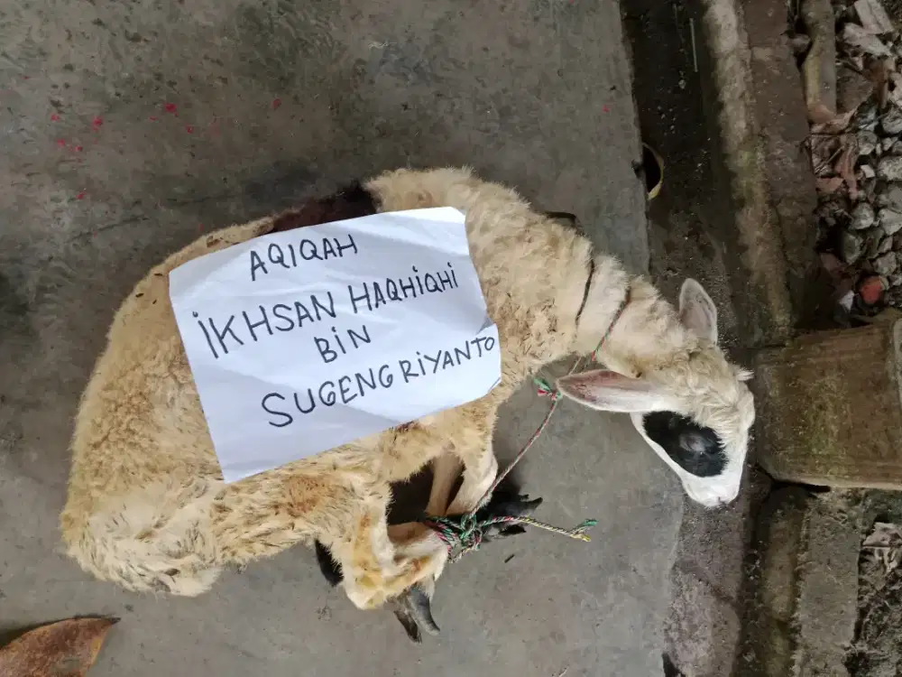 Catering akekah bagir