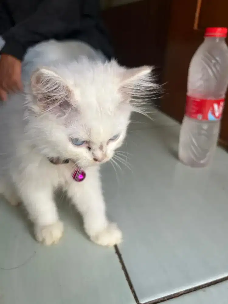 Kitten persia mata biru betina
