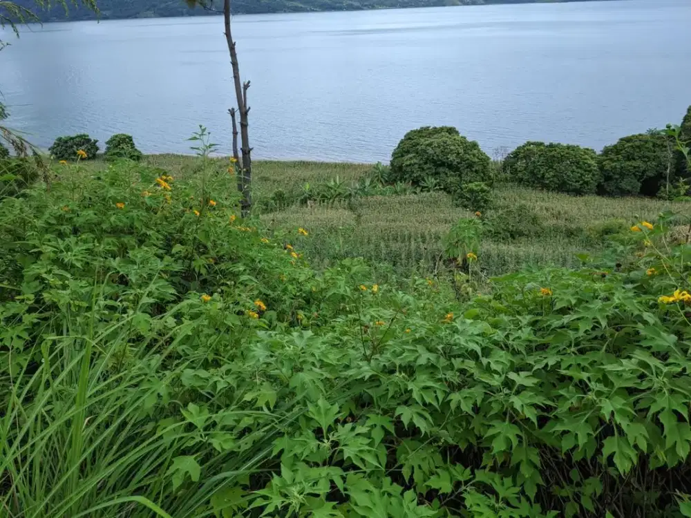 Dijual Tanah di Desa Marlumba Samosir