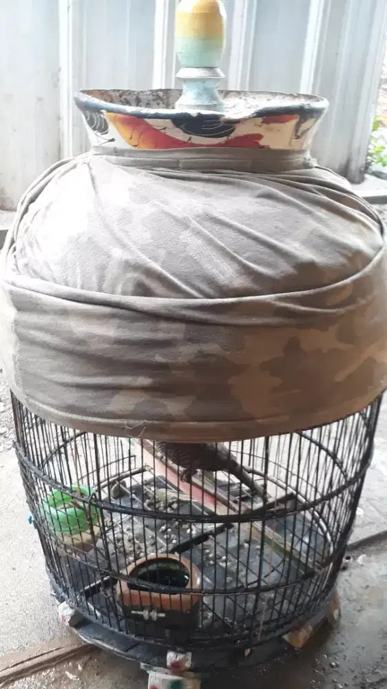 Perkutut lokal rawatan