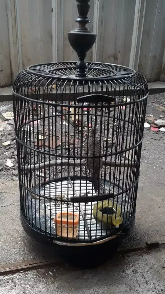 Perkutut lokal rawatan