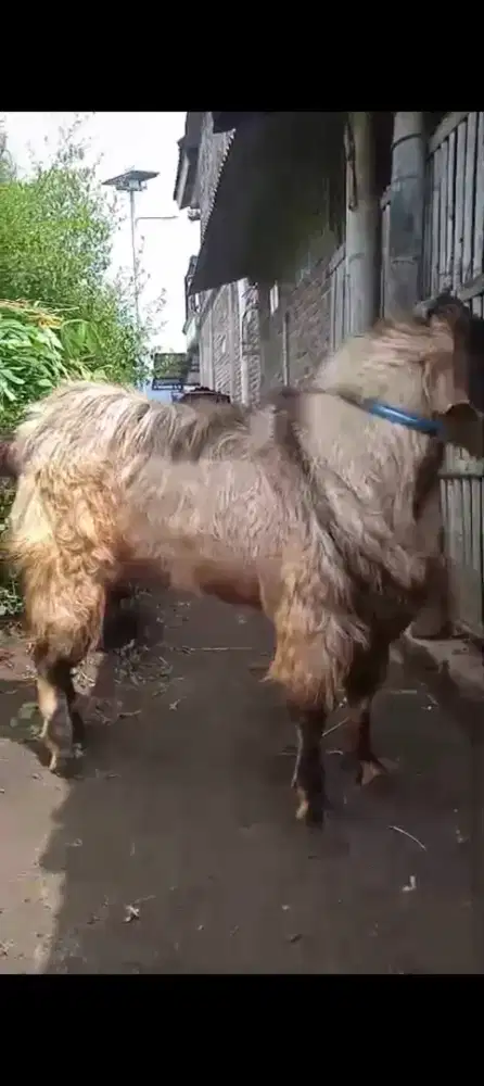 Catering akekah bagir