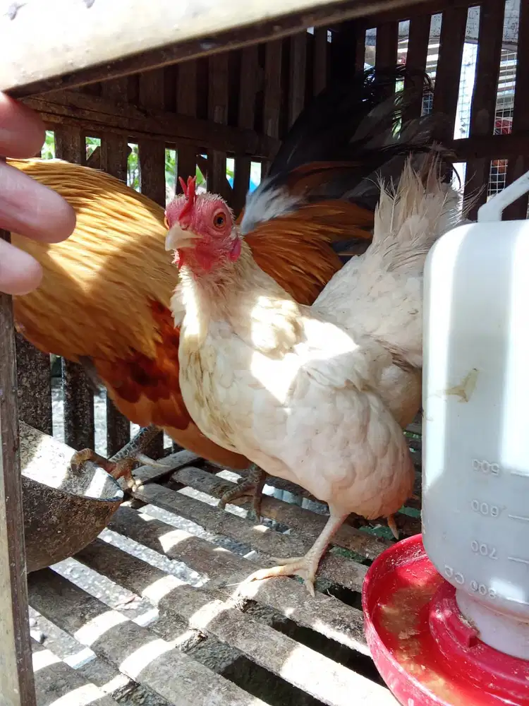 Sepasang ayam Serama