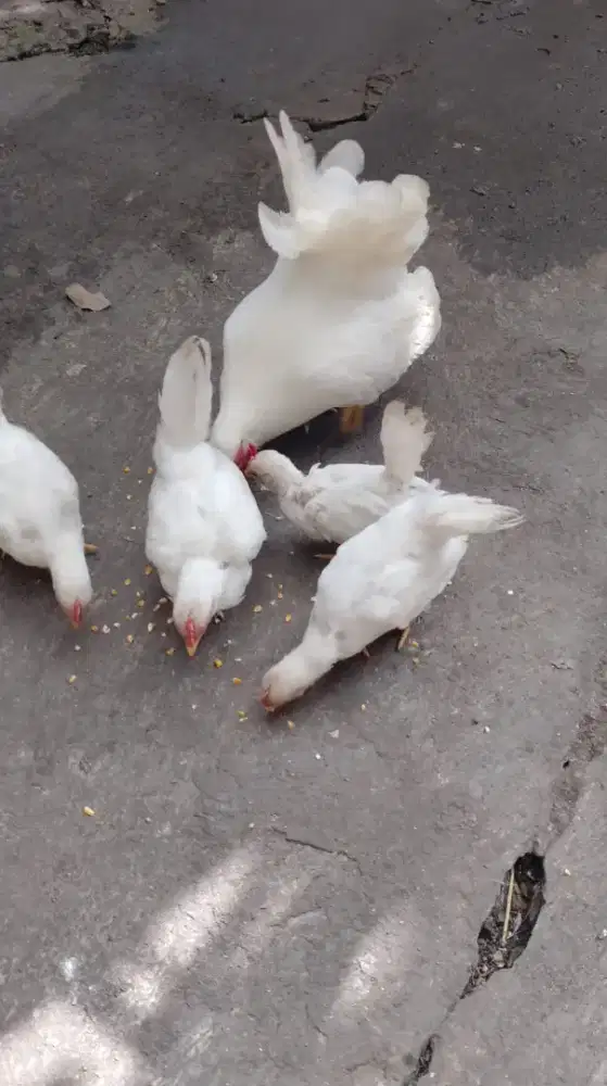 Ayam kate hias mataraman murah