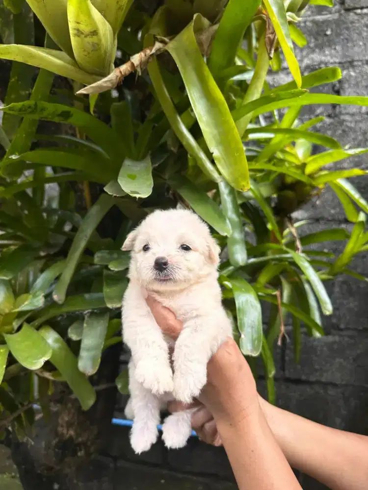 Maltipo 2 jantan umur 2bln