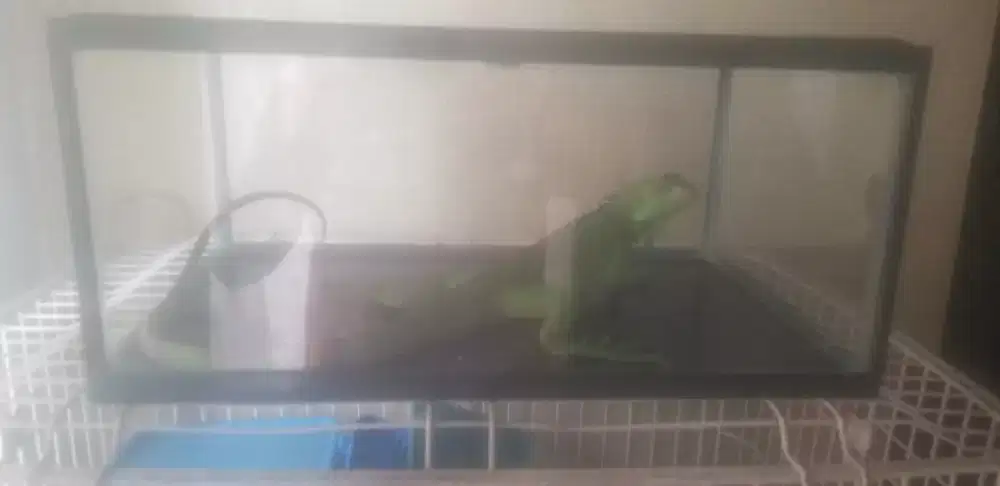 Iguana green plus kandang