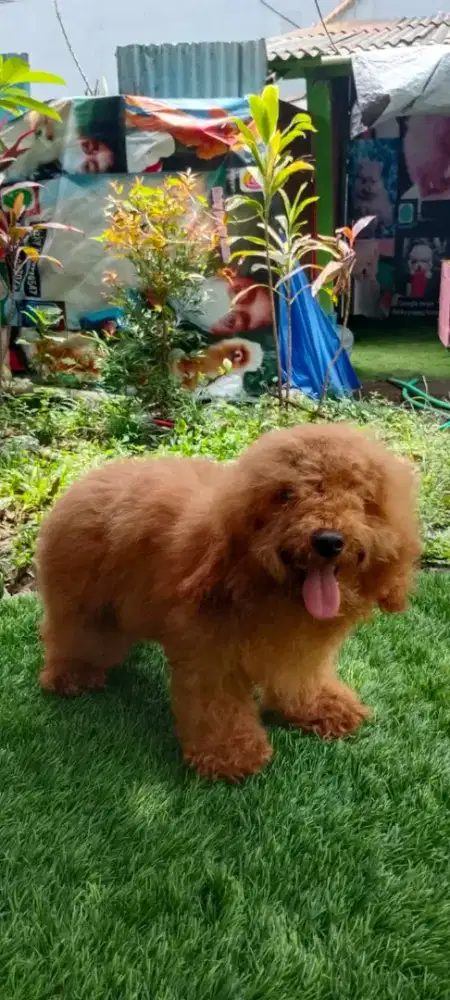 Poodle 1 jantan 2 betina UMR 4 bln