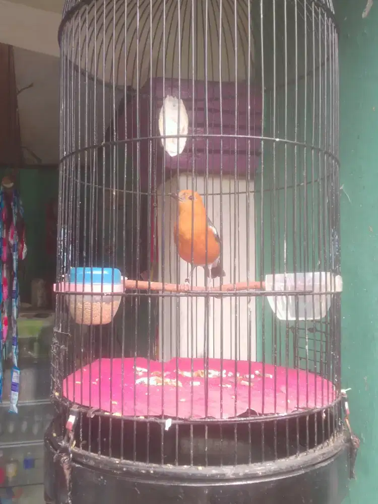 Burung Anis merah ring JRS130