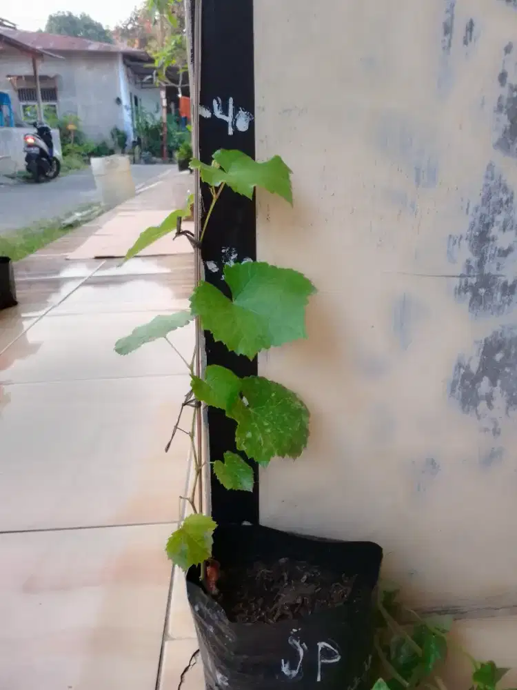 Bibit Anggur Jupiter Ownrot