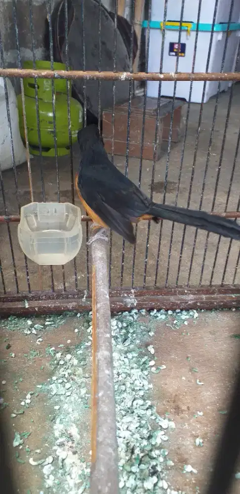 Murai batu betina? siap buat ternak