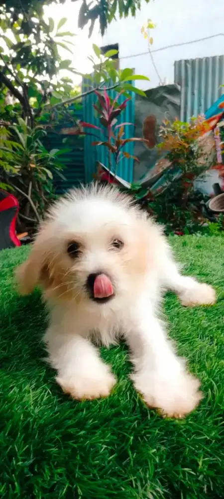 Maltise UMR 3bln gemuk lebat