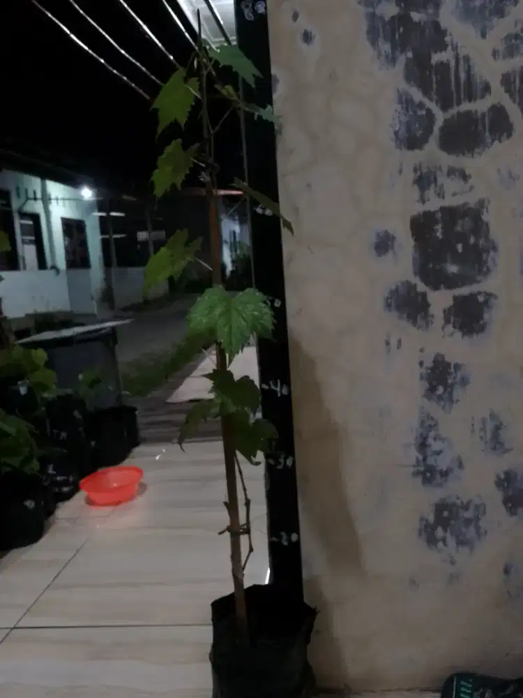 Bibit pohon anggur import gos v (anggur hitam)