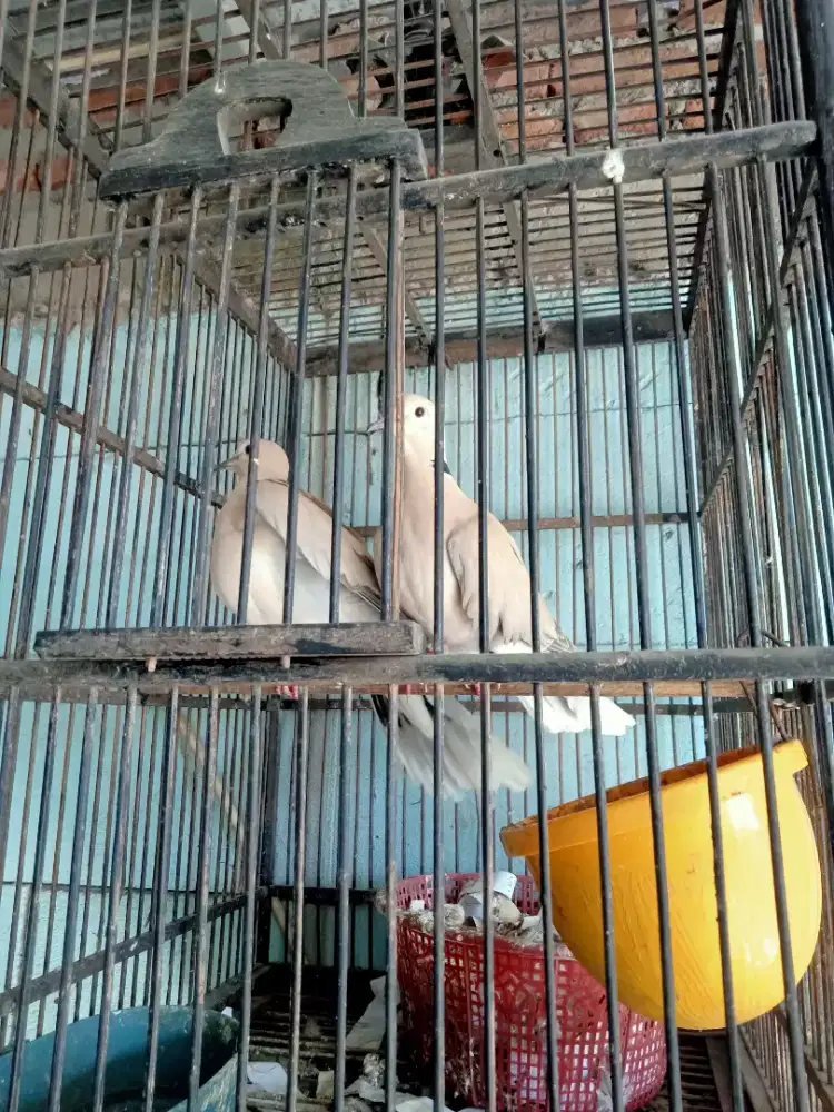 burung puter pelung rajin bernyanyi