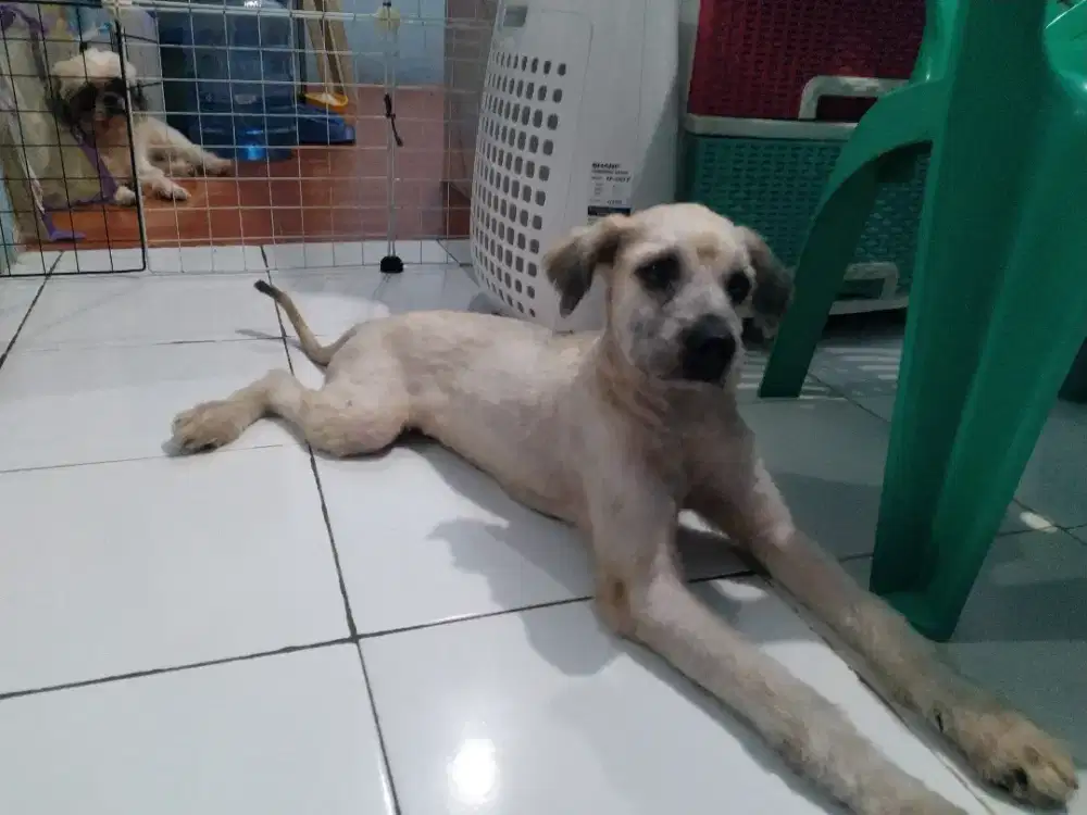 Anjing shitjzu mix pom