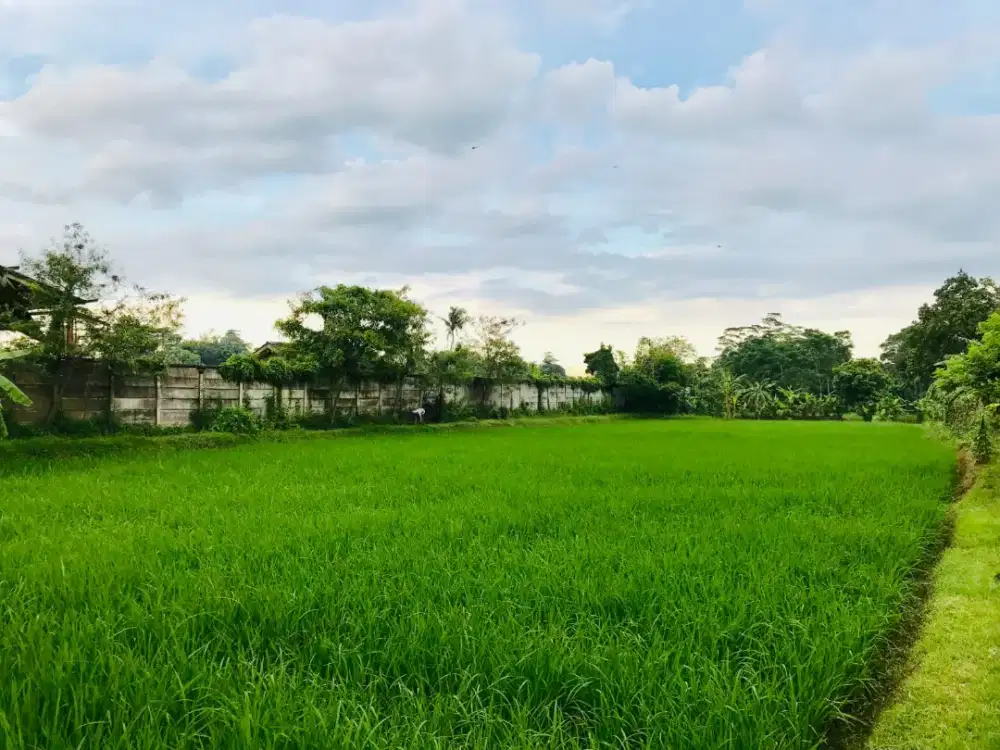 Dijual Tanah ada sawah nya