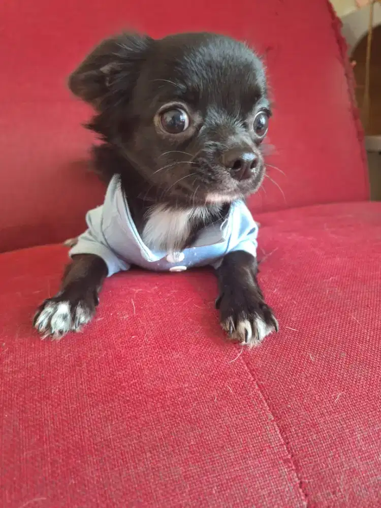 Adopsi Chihuahua Jantan Hitam Lucu