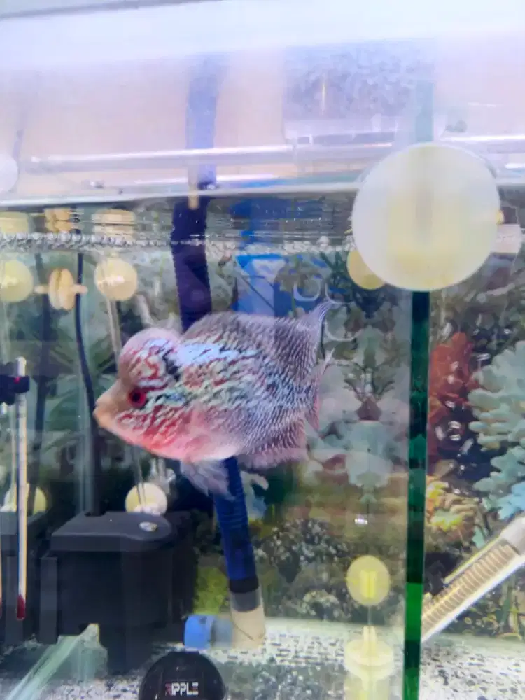 Ikan Louhan SRD Double Marking (Ukrn 6 Jari), Kepala Jenong