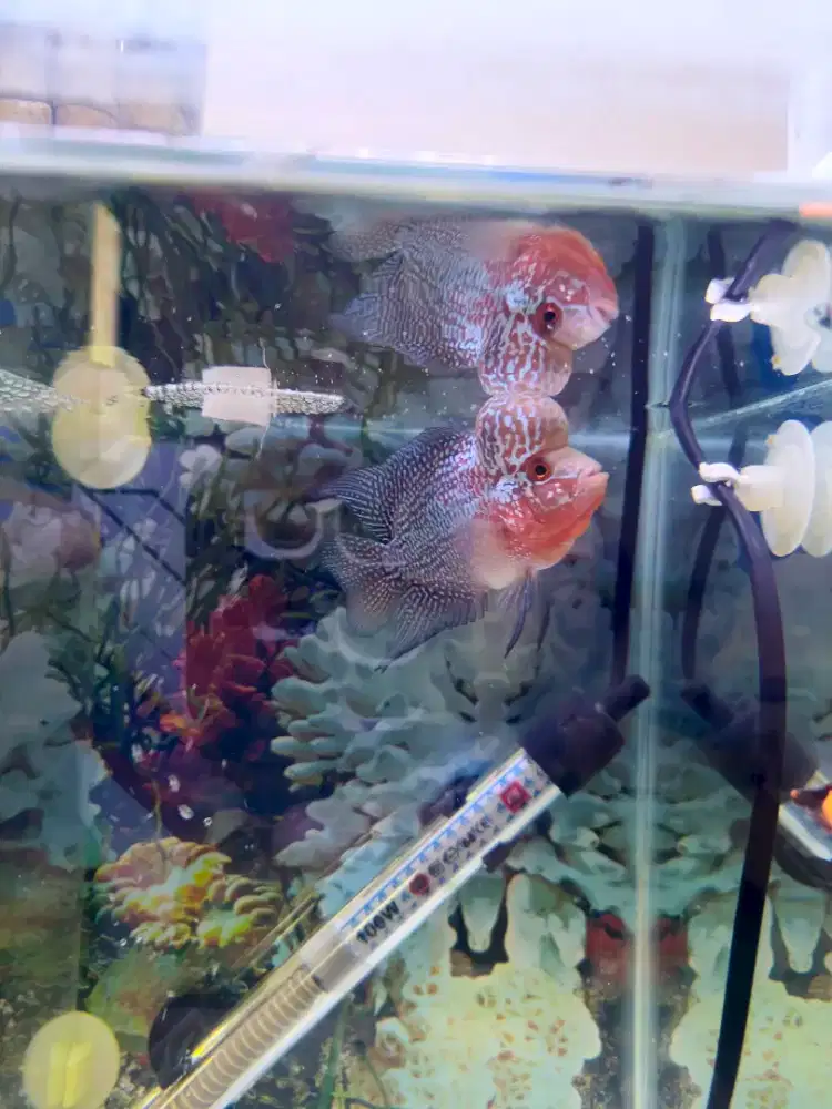 Ikan Louhan SRD (Ukrn 5 Jari) Kepala Jenong