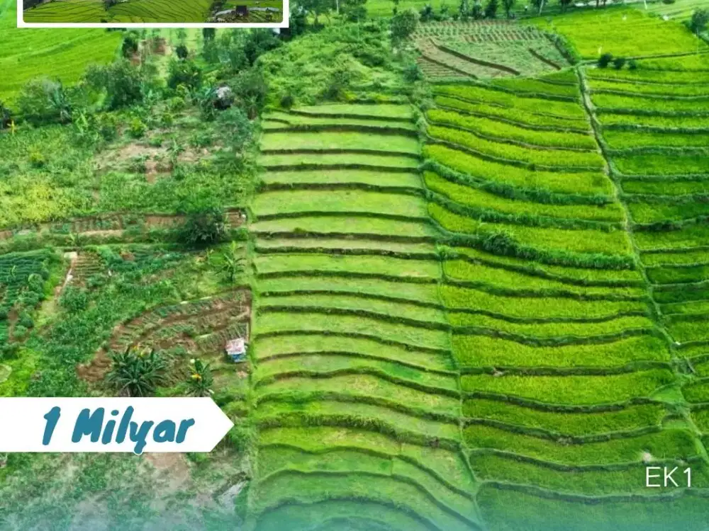 Dijual Tanah Sawah  Lokasi Tohkuning Karangpandan