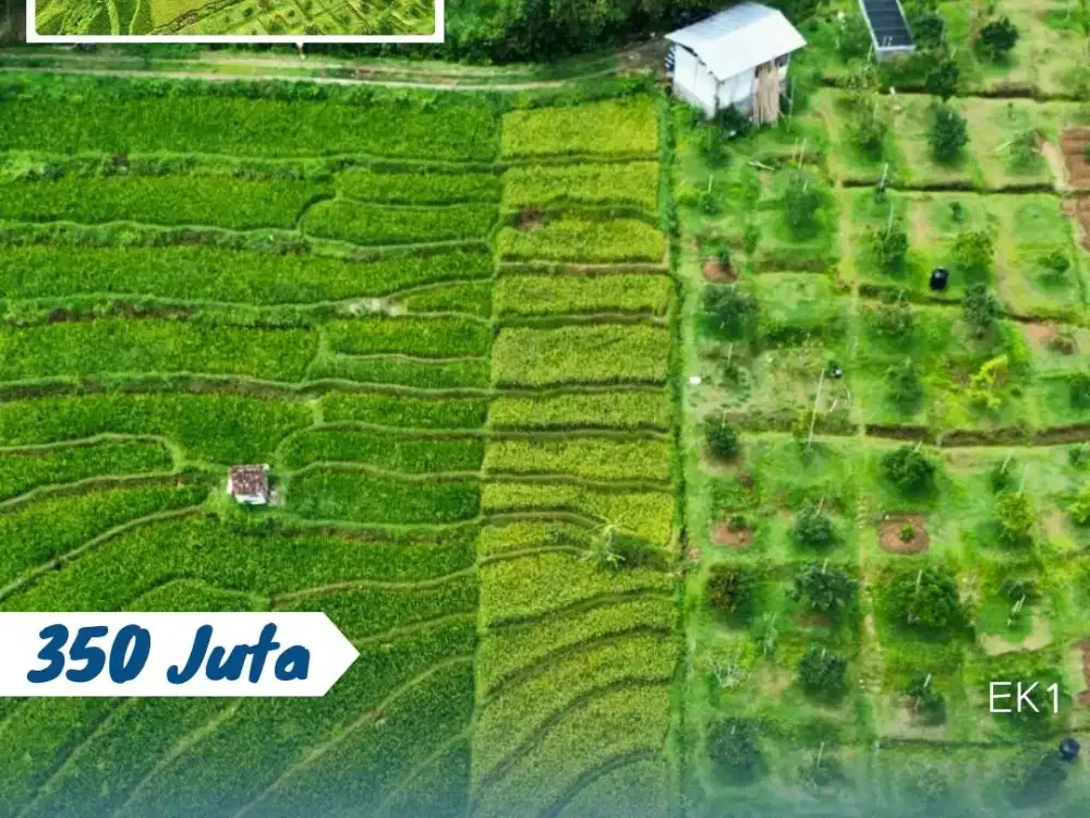 Dijual Tanah Sawah Lokasi Tohkuning Karangpandan