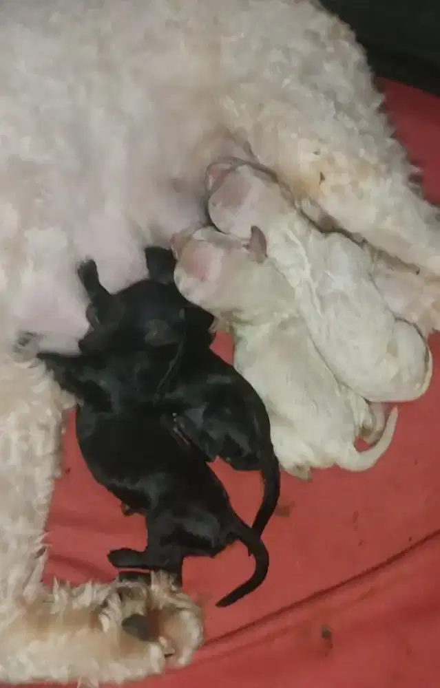 Poodle non stb Tiny toy miniature