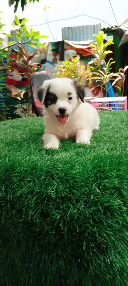 Minipom 2 betina umur 2 bulan gemuk lebat