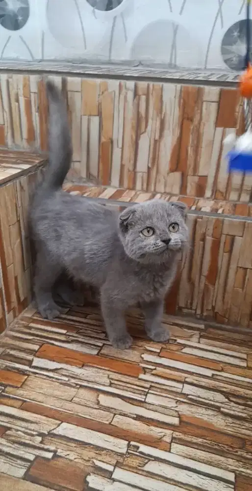 Kitten scottish fold