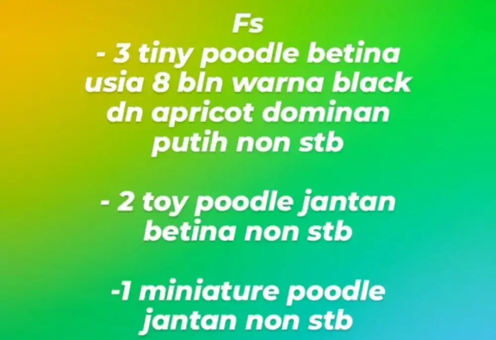 Poodle non stb tiny toy miniature